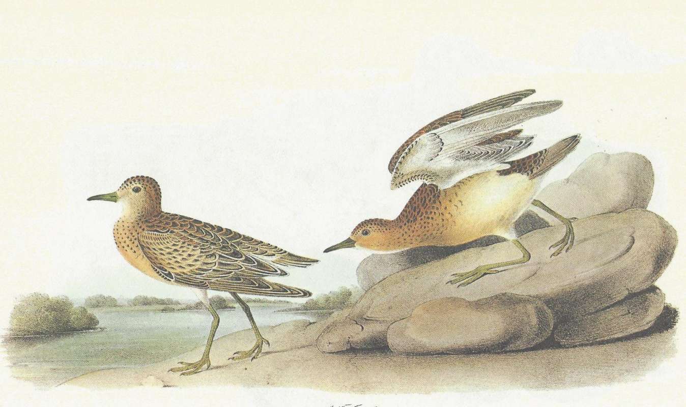 Piar - Male on Right, Female on Left<br>(Origin of the Specimen: Audubon Painting)