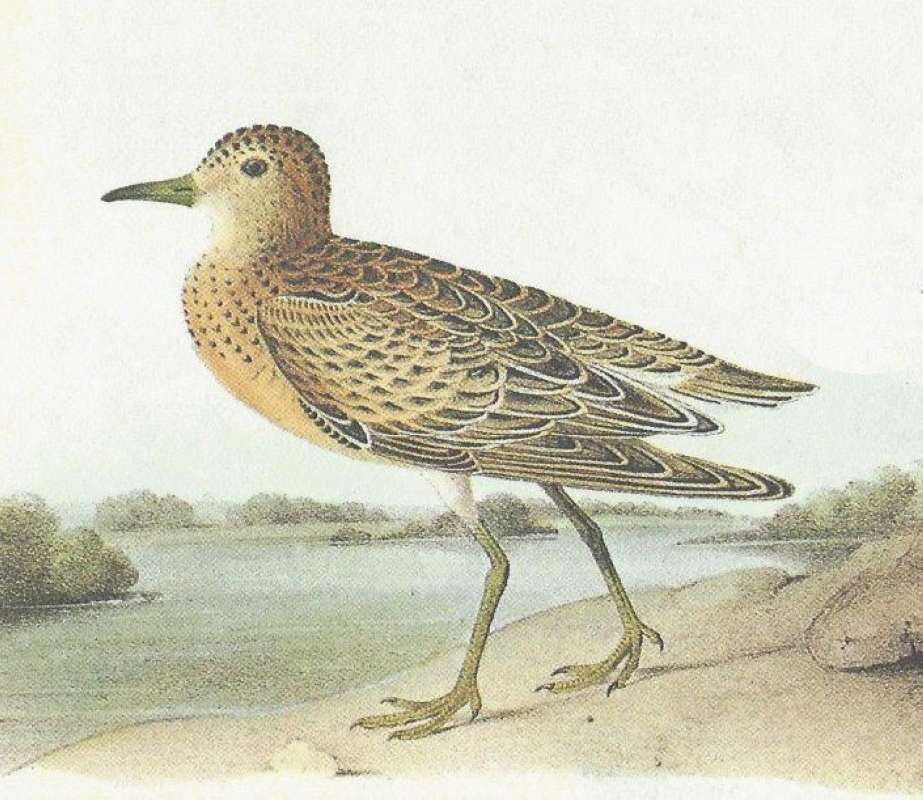 Closer View of Female<br>(Origin of the Specimen: Audubon Painting)
