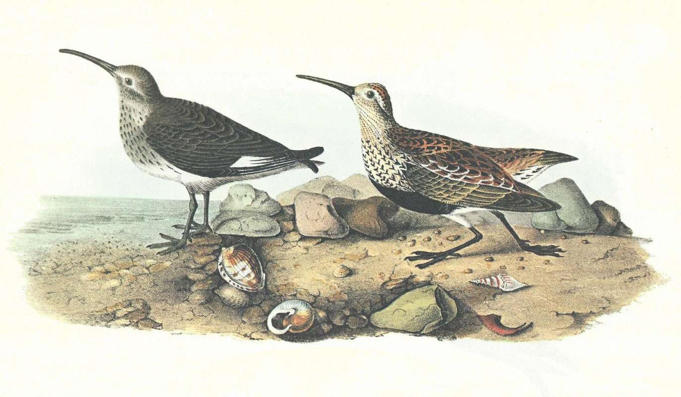 Summer Form on Right, Winter Form on Left<br>(Origin of the Specimen: Audubon Painting)