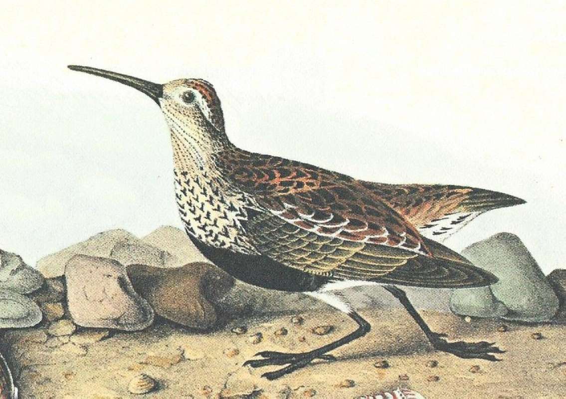 Closer View of Summer Form<br>(Origin of the Specimen: Audubon Painting)