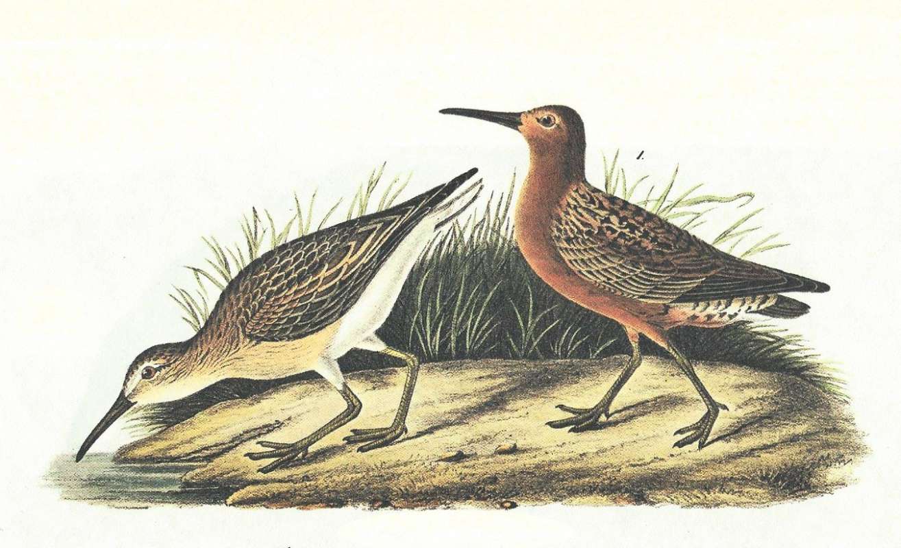 Male on Right, Young at Left<br>(Origin of the Specimen: Painting by Audubon)