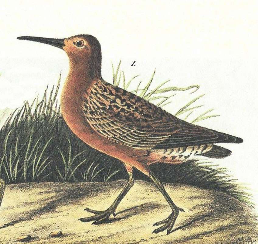 Closer View of Male<br>(Origin of the Specimen: Painting by Audubon)