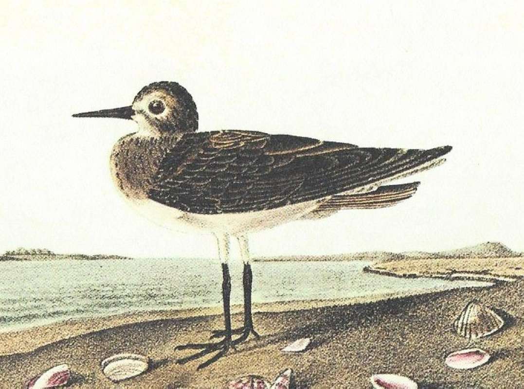 Female on Shore - Closer View<br>(Origin of the Specimen: Audubnon Painting)