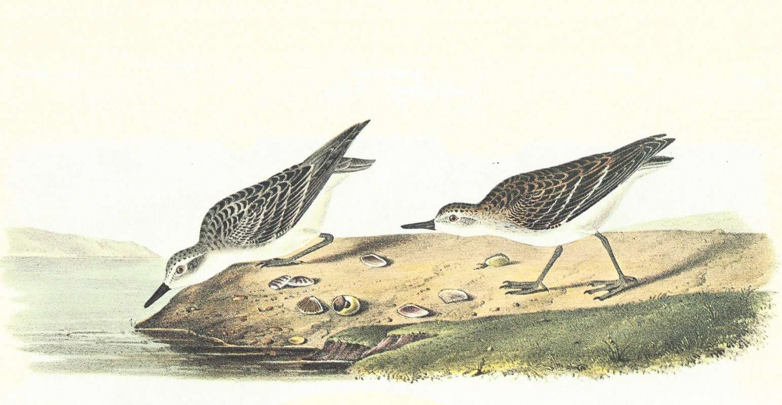Winter Form on Left, Summer Form on Right<br>(Origin of the Specimen: Audubon Painting)