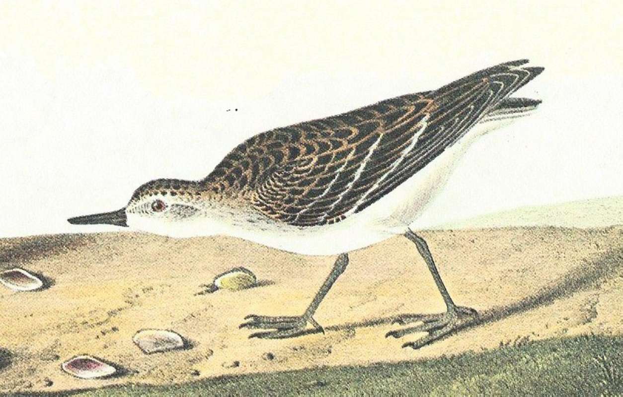 Closer View of Summer Form<br>(Origin of the Specimen: Audubon Painting)