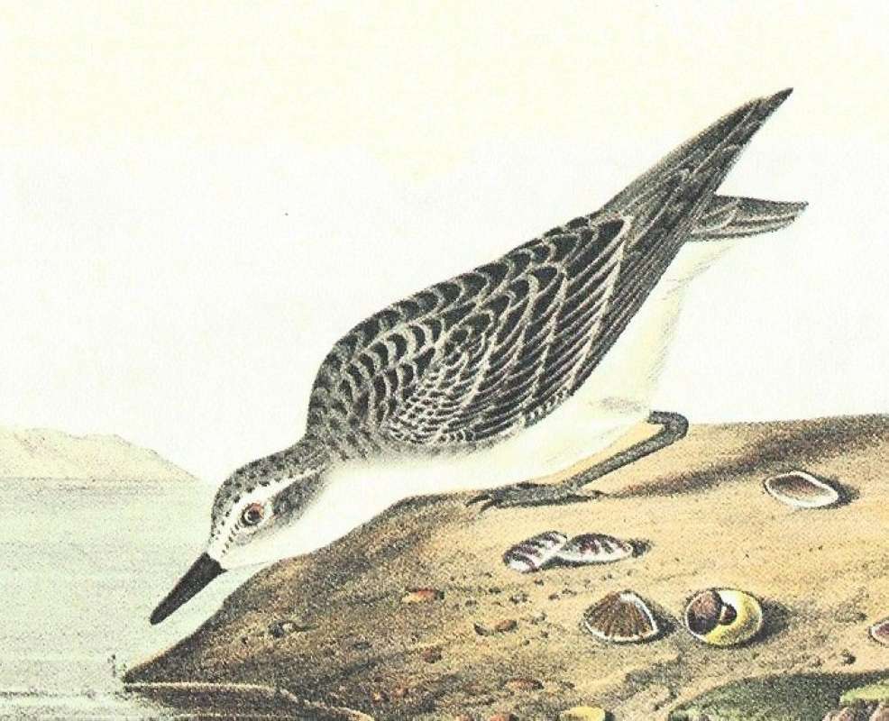 Closer View of Winter Form<br>(Origin of the Specimen: Audubon Painting)