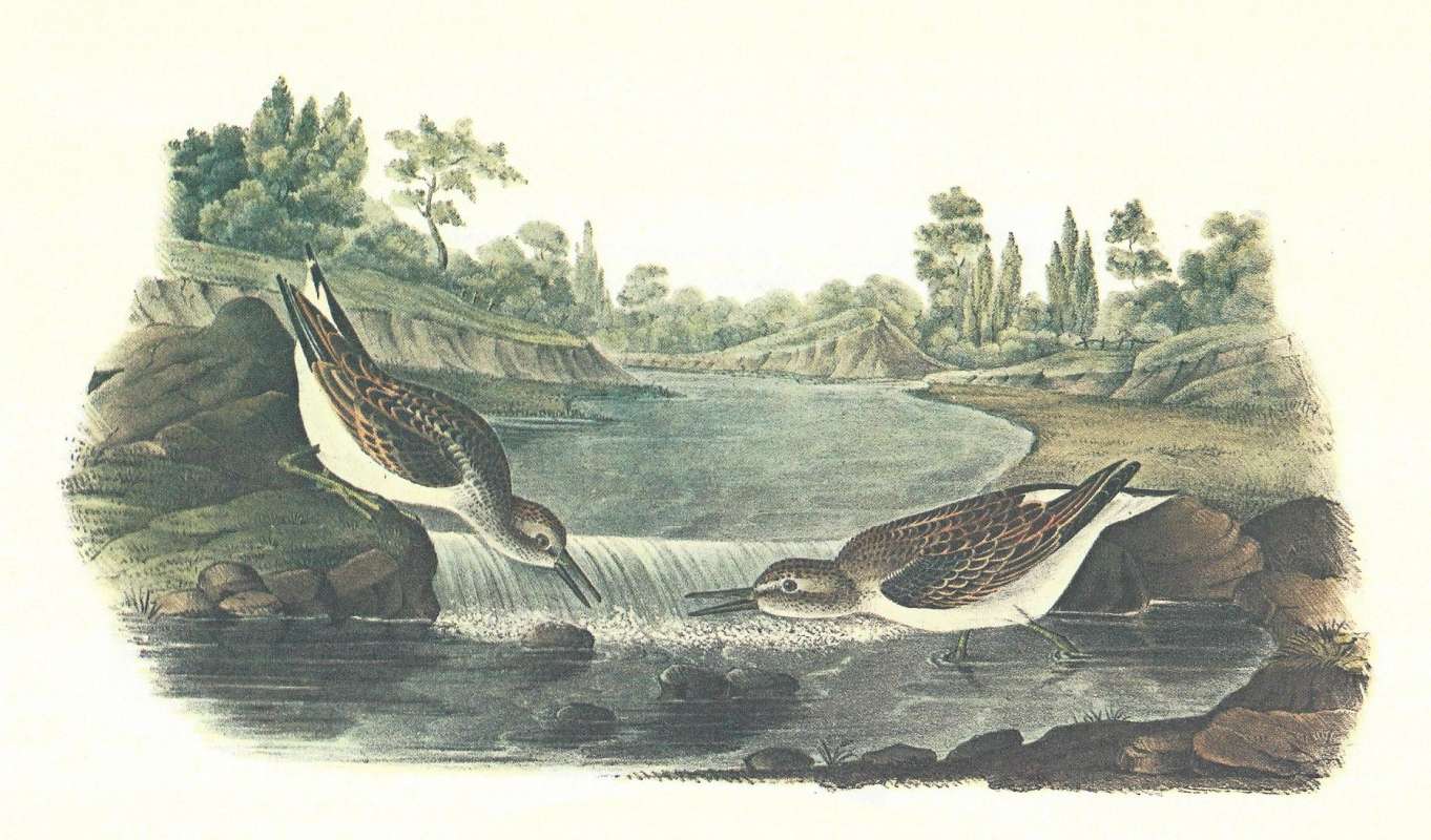 Male on Left,  Female on Right<br>(Origin of the Specimen: Audubon Painting)