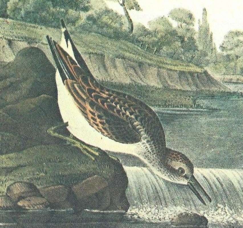 Closer View of Male with Summer Plumage<br>(Origin of the Specimen: Audubon Painting)