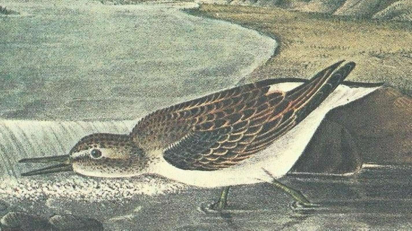 Closer View of Female<br>(Origin of the Specimen: Audubon Painting)