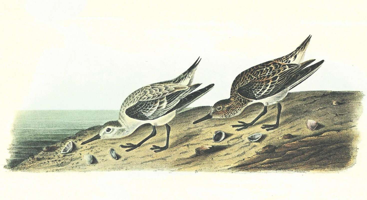 Summer Form on Right, Winter Form on Left<br>(Origin of the Specimen: Audubon Painting)
