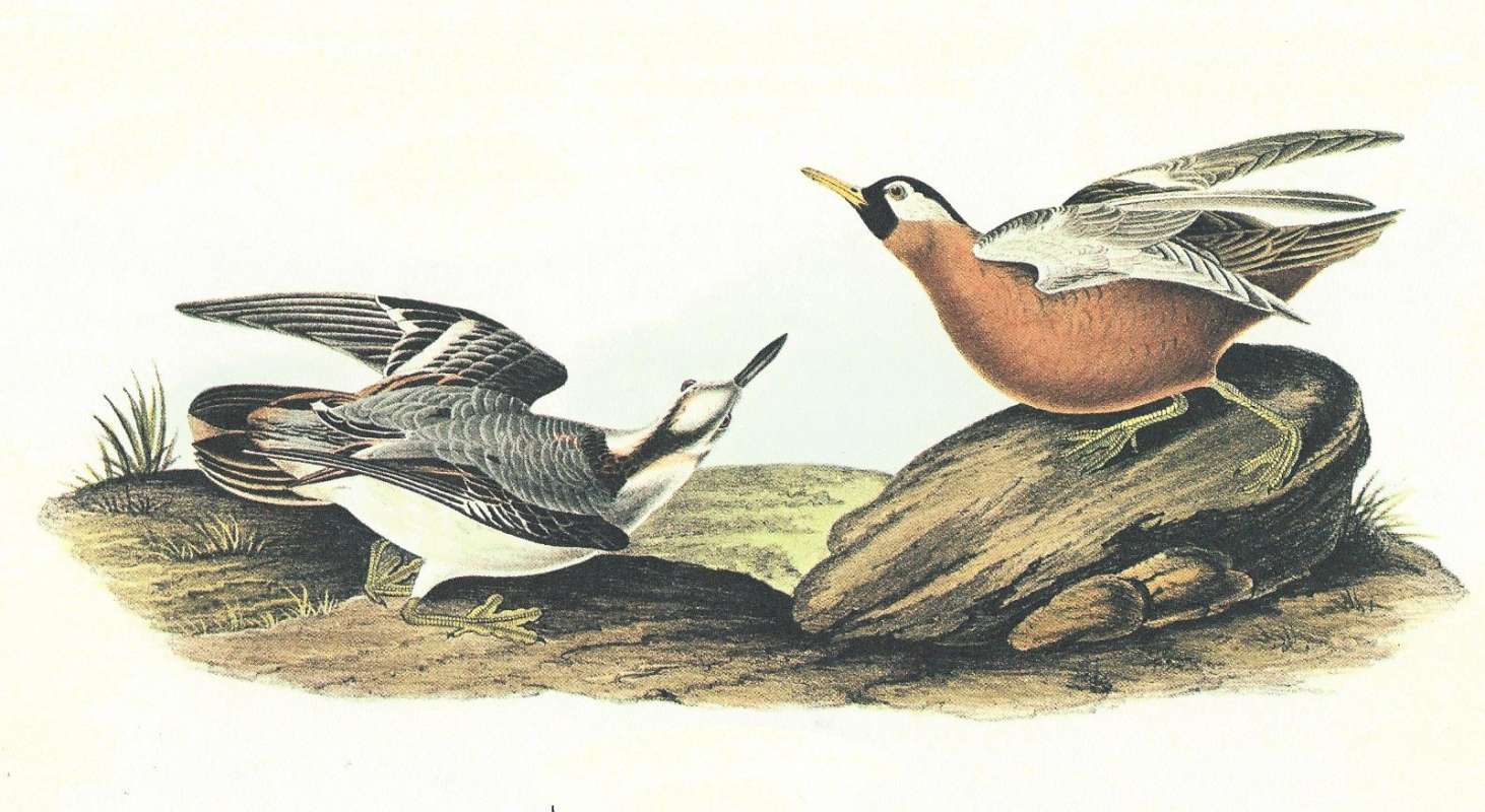 Adult Male on Right,  Winter Form on Left<br>(Origin of the Specimen: Audubon Painting)