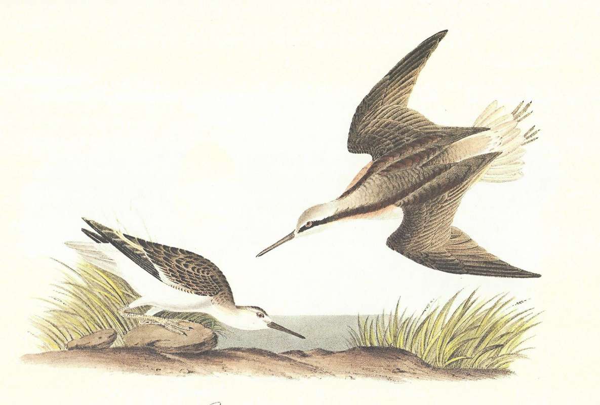 Male in Flight,  Female on Shore<br>(Origin of the Specimen: Audubon Painting)
