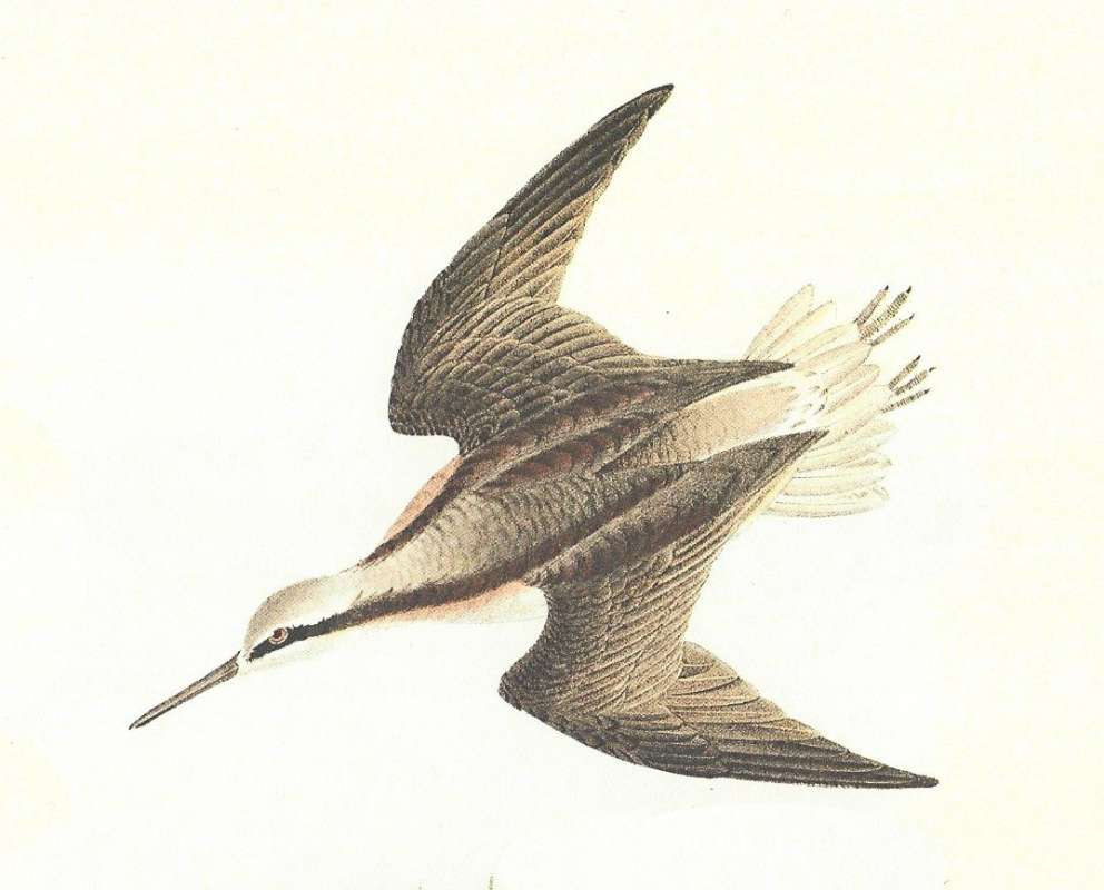 Closer View of Male in Flight<br>(Origin of the Specimen: Audubon Painting)