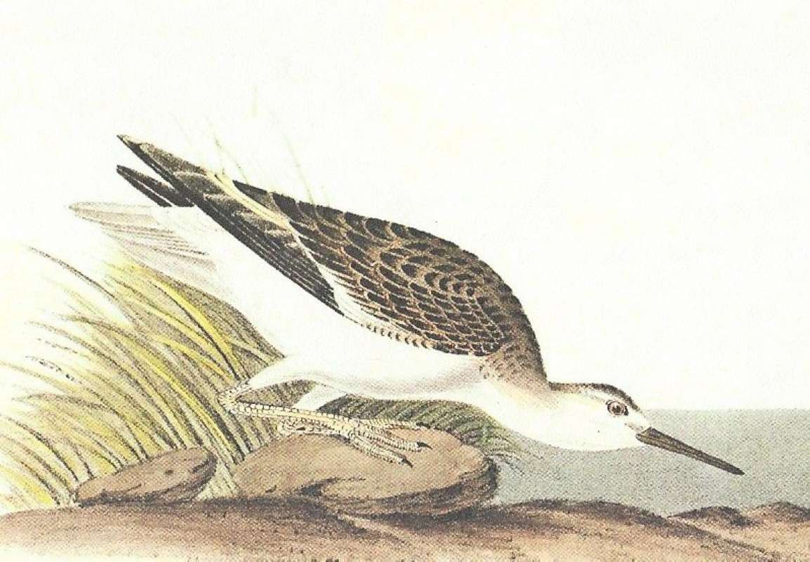 Closer View of Female<br>(Origin of the Specimen: Audubon Painting)