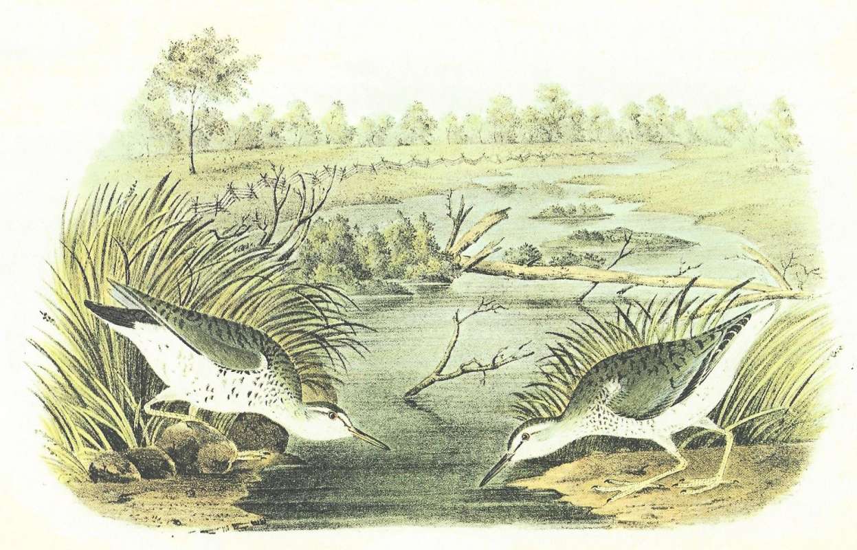 Male on Right, Female on Left<br>(Origin of the Specimen: Audubon Painting)