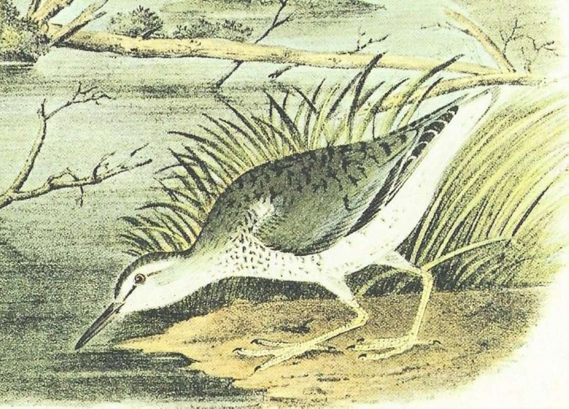 Closer View of Male<br>(Origin of the Specimen: Audubon Painting)