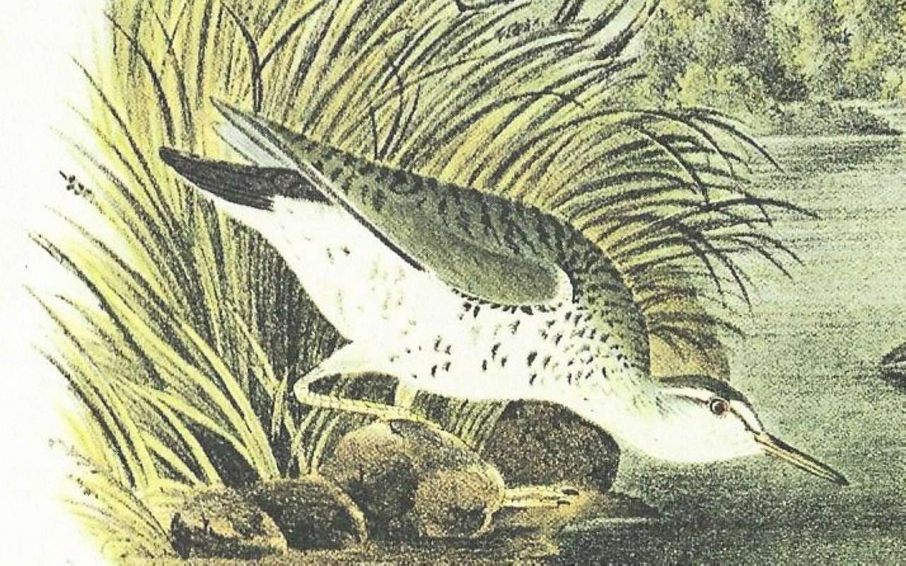 Closer View of Female<br>(Origin of the Specimen: Audubon Painting)