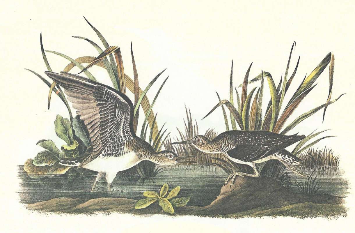 Male on Right, Female on Left<br>(Origin of the Specimen: Audubon Painting)