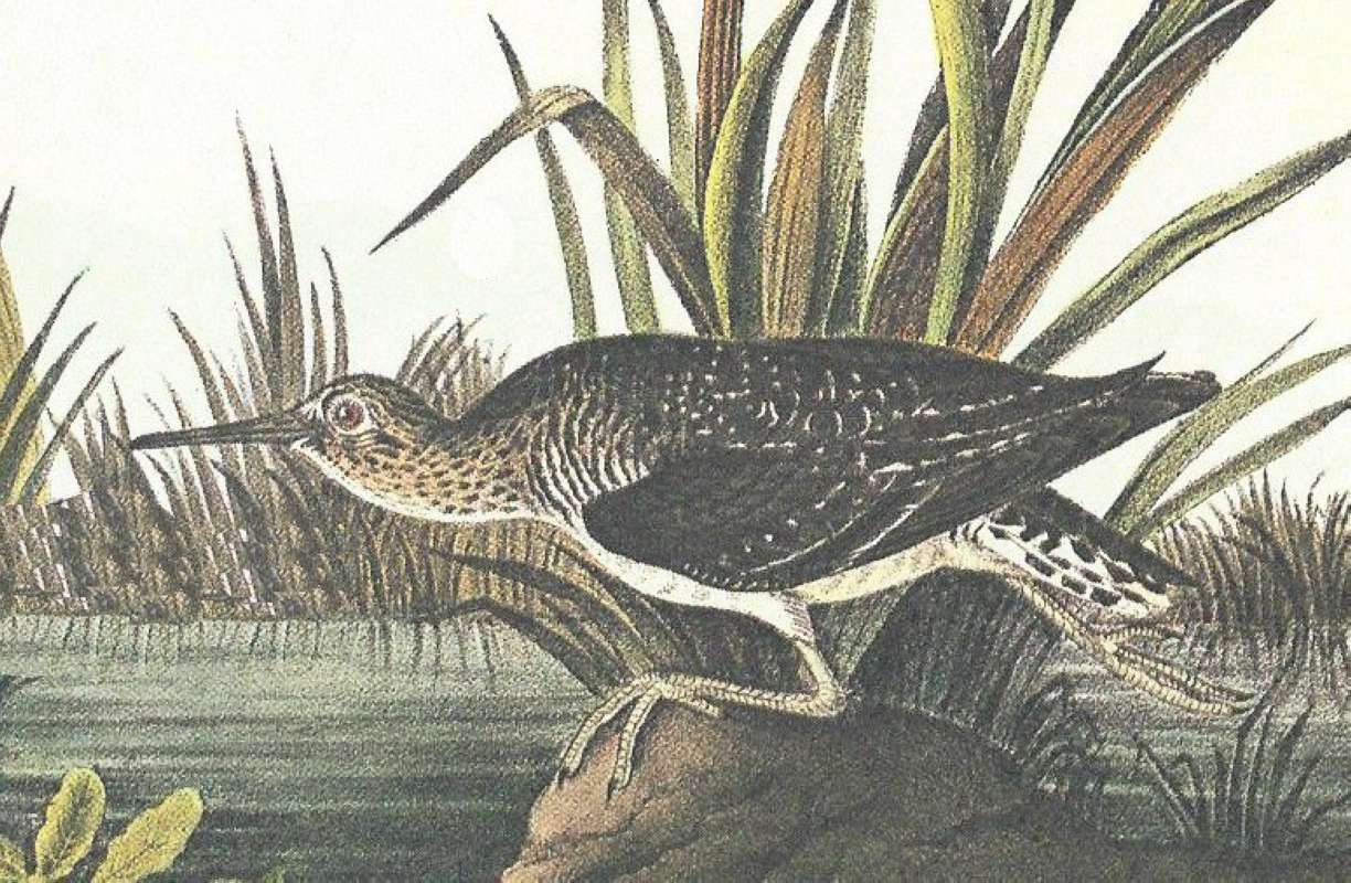 Closer View of Male on Rock<br>(Origin of the Specimen: Audubon Painting)