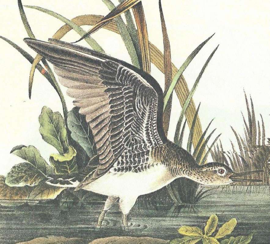 Closer View of Female with Open Wings<br>(Origin of the Specimen: Audubon Painting)