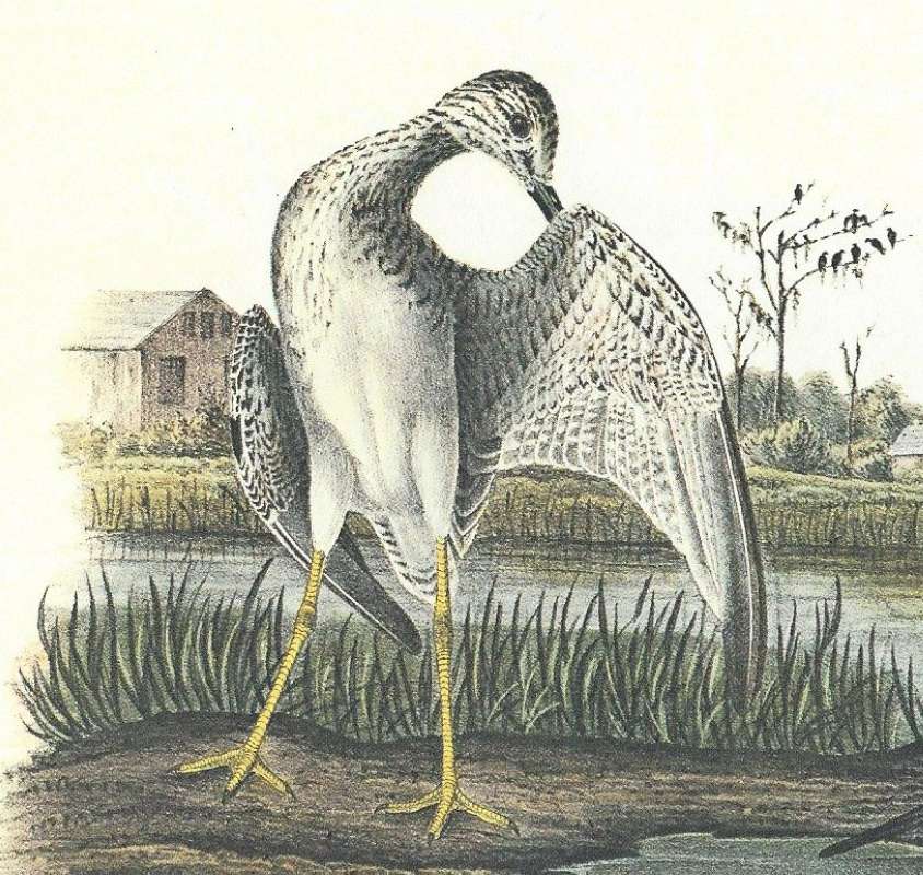 Closer View of Male with Open Wing<br>(Origin of the Specimen: Audubon Painting)
