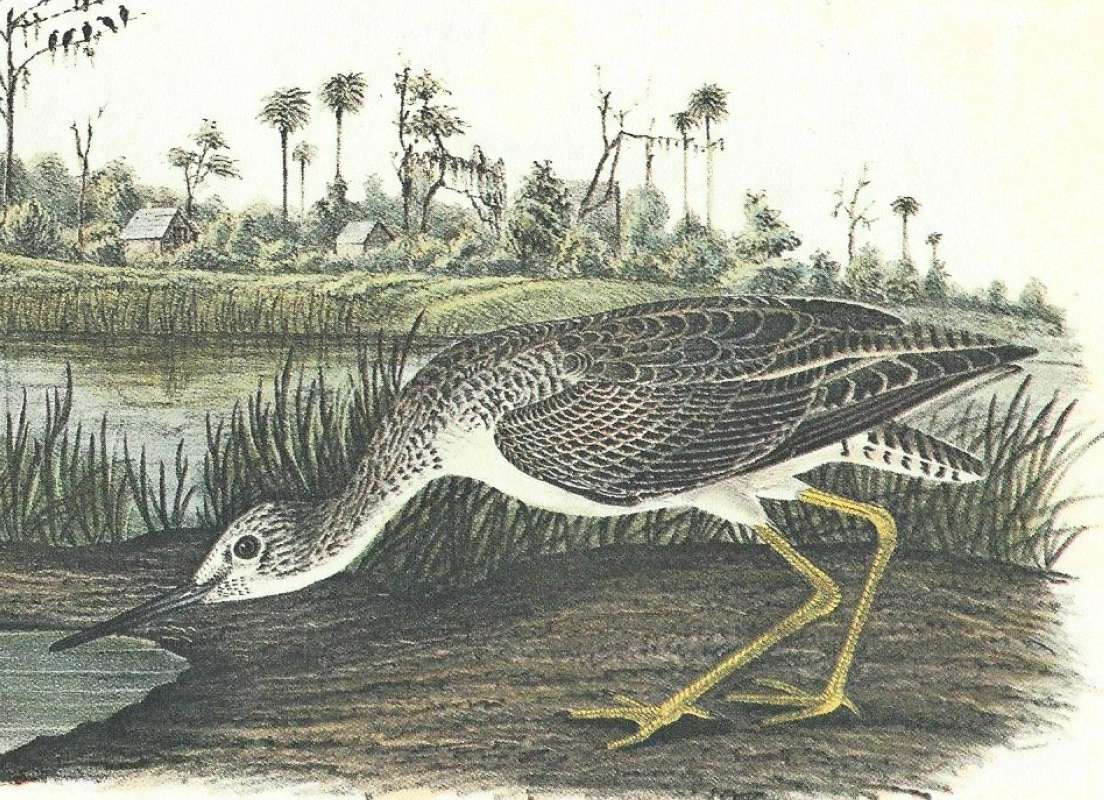 Closer View of Female Looking Down<br>(Origin of the Specimen: Audubon Painting)