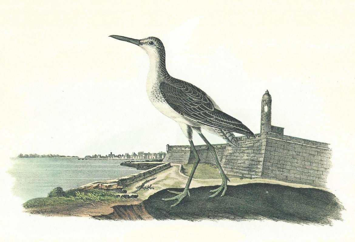 On Shore - Male<br>(Origin of the Specimen: Audubon Painting)