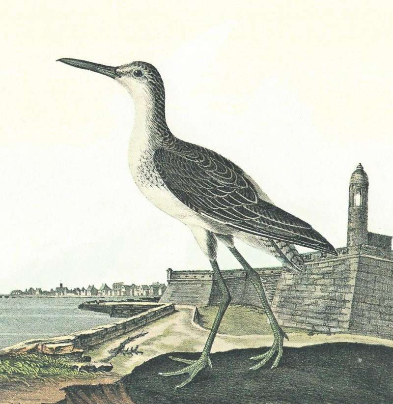 Closer View of Male<br>(Origin of the Specimen: Audubon Painting)