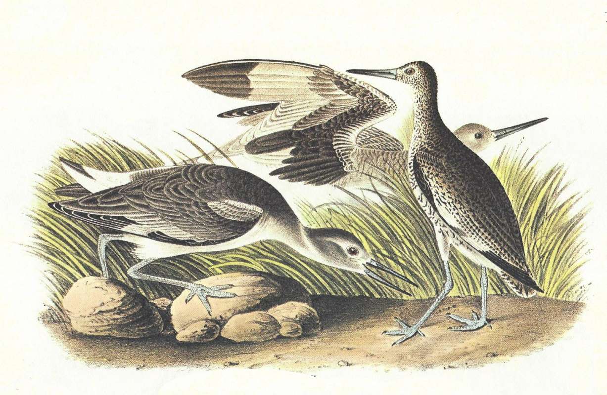 Spring Male on Right, winter Fmeale on Left<br>(Origin of the Specimen: Audubon Painting)
