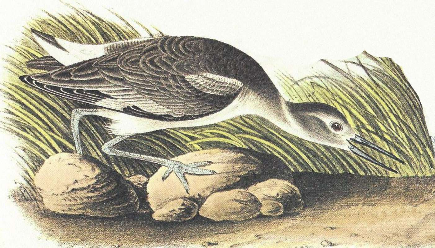 Closer View of Female<br>(Origin of the Specimen: Audubon Painting)