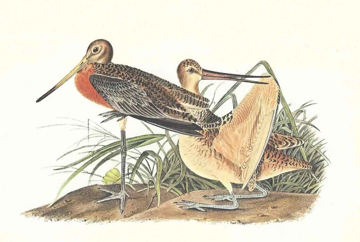 Pair  - Male on Left,   Female on Right<br>(Origin of the Specimen: Audubon Panting)