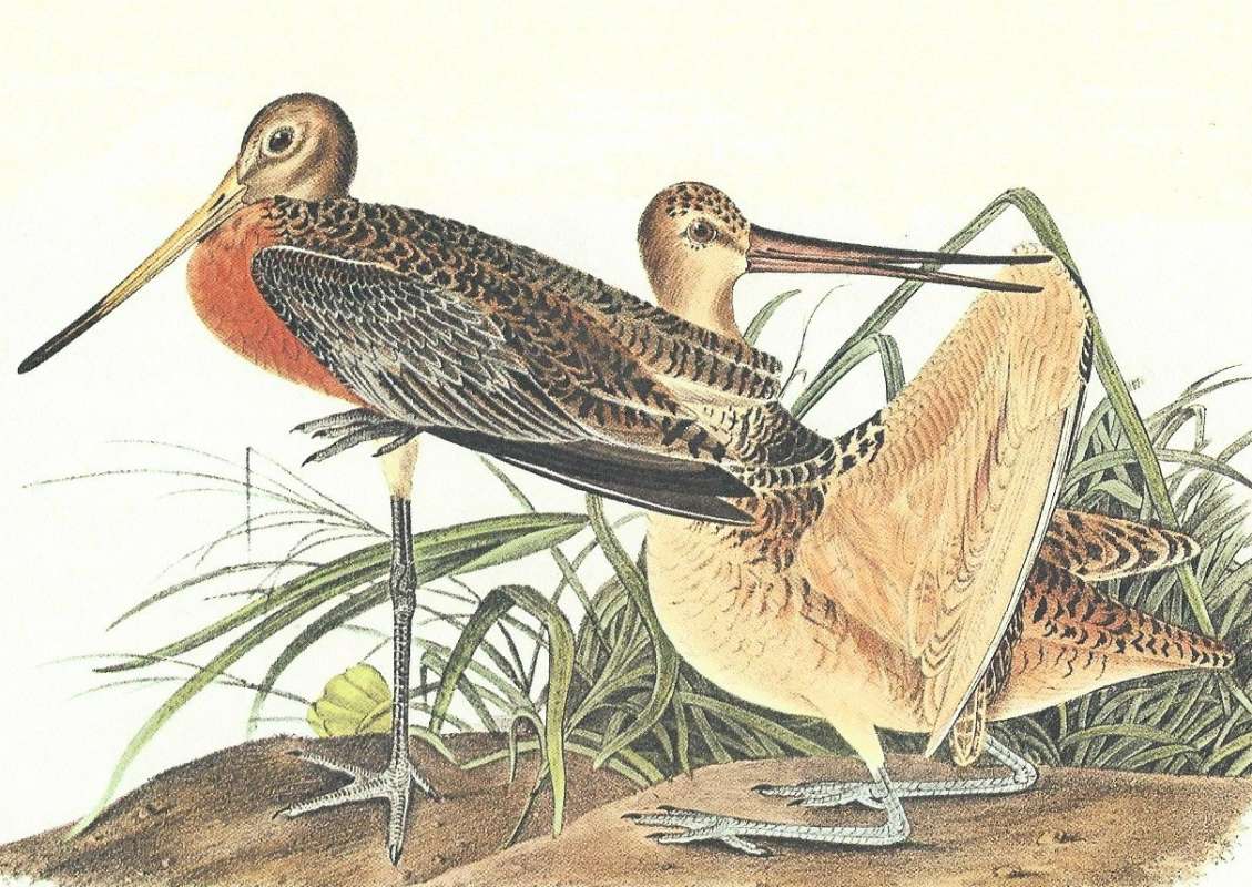 Closer View of Pair<br>(Origin of the Specimen: Audubon Panting)