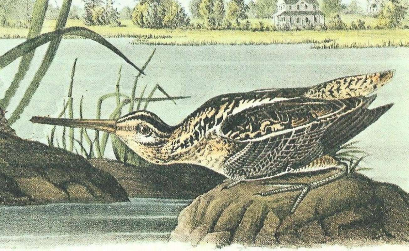 Closer View of Female<br>(Origin of the Specimen: Audubon Painting)