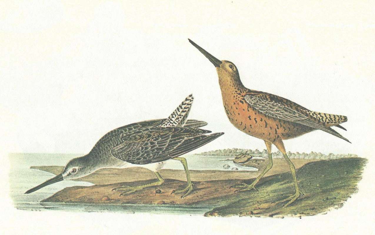 Spring Image on Right,  Winter Image on Left<br>(Origin of the Specimen: Audubon Painting)