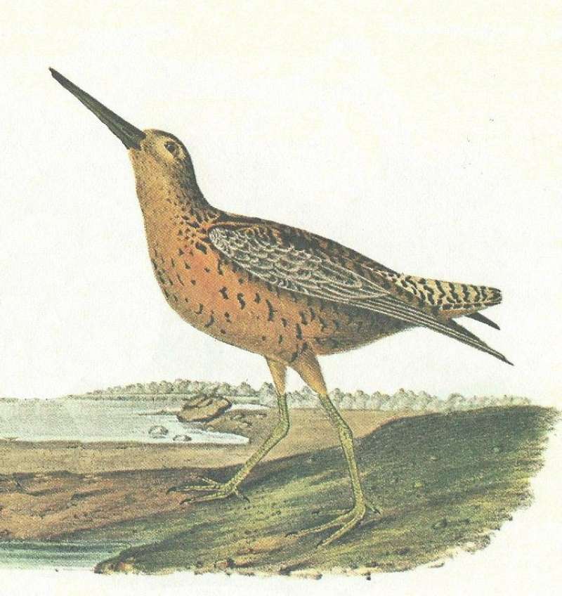 Closer View of Spring Plumage<br>(Origin of the Specimen: Audubon Painting)