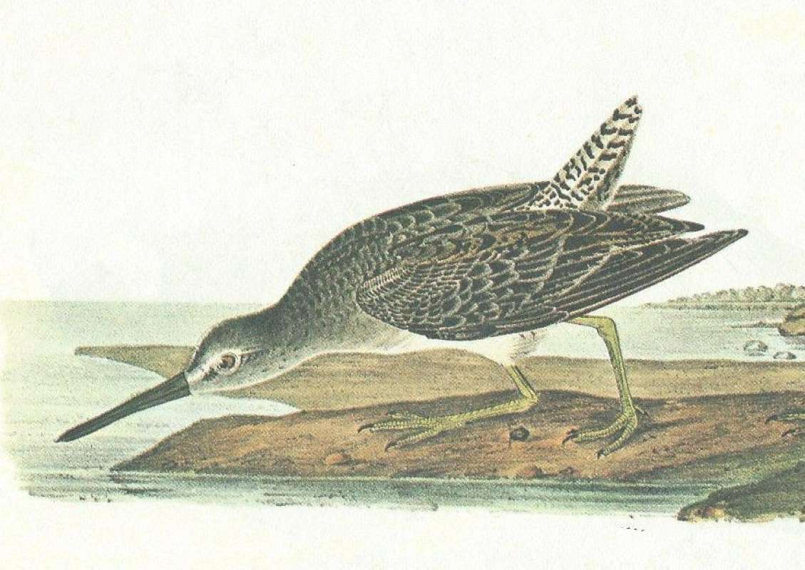 Closer View of Winter Plumage<br>(Origin of the Specimen: Audubon Painting)