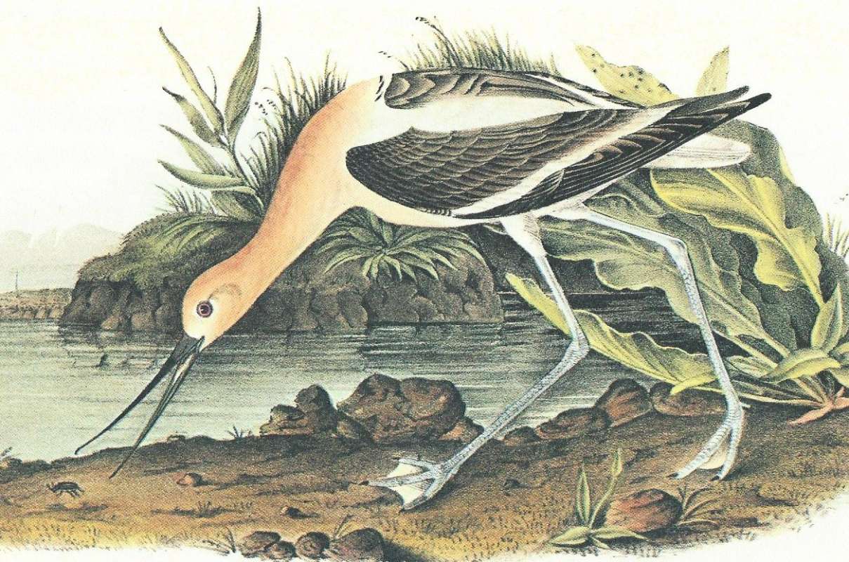 Closer View of Young in First Winter Plumage<br>(Origin of the Specimen: Audubon Painting)