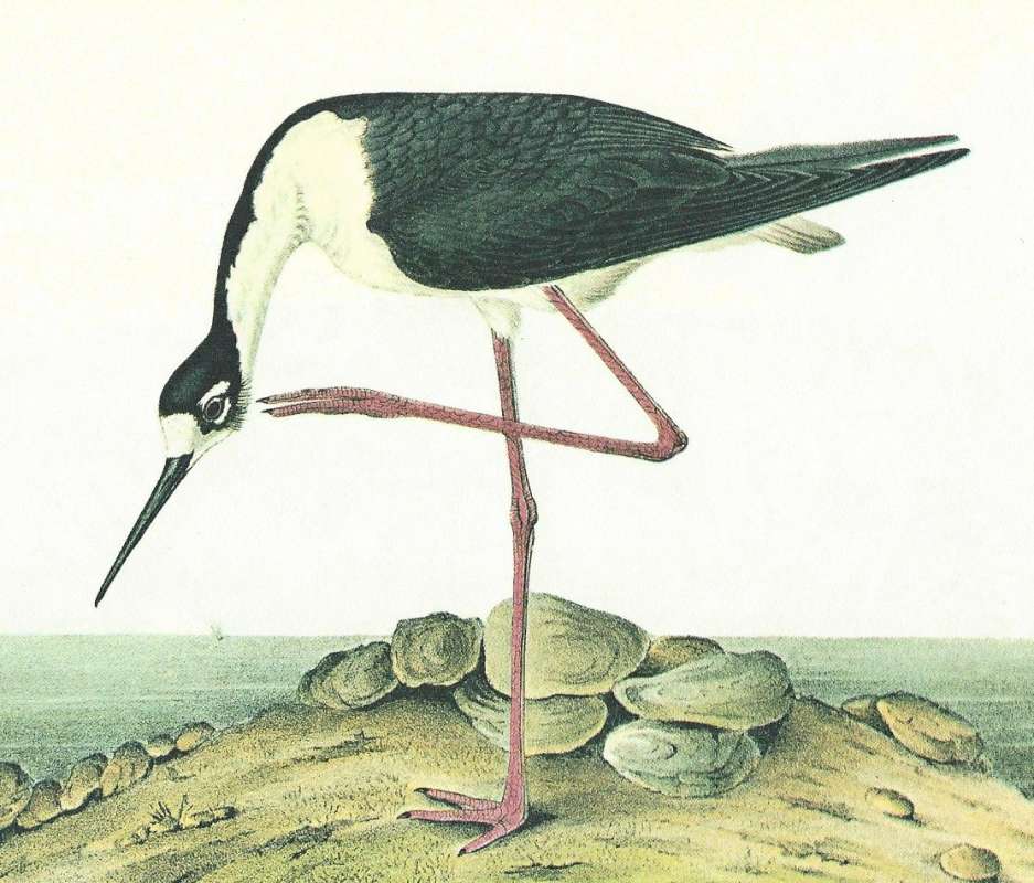 Cloer View of Male<br>(Origin of the Specimen: Audubon Painting)