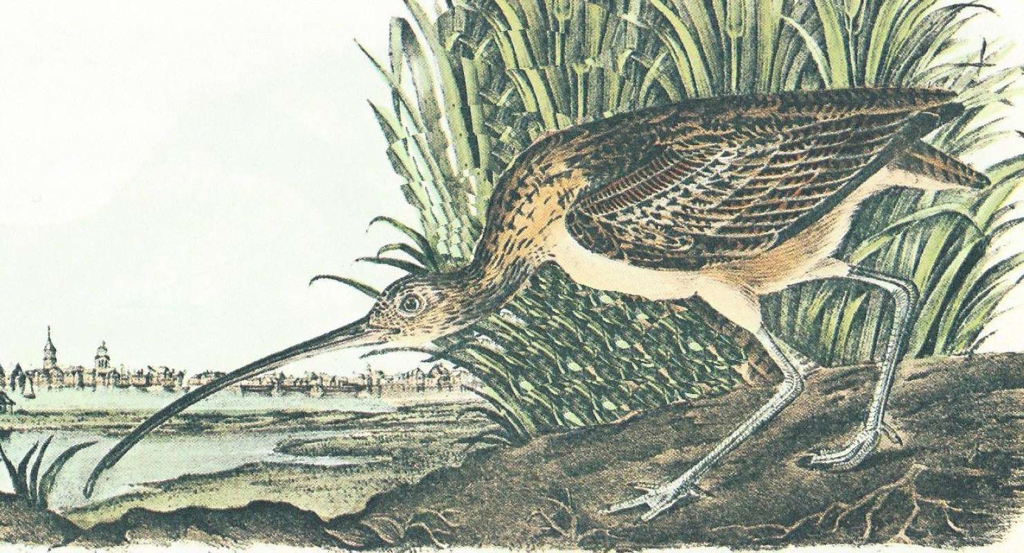 Closer View of Male<br>(Origin of the Specimen: Audubon Painting)