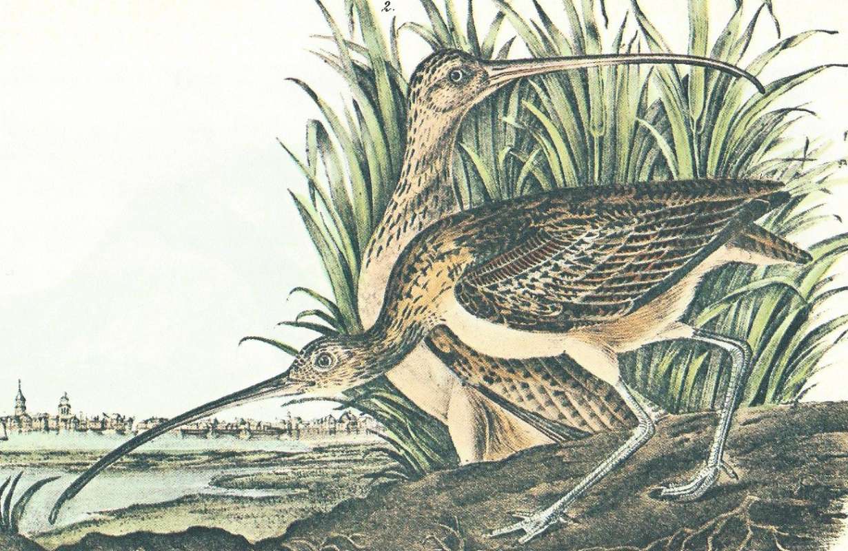Cloer View of Pair<br>(Origin of the Specimen: Audubon Painting)