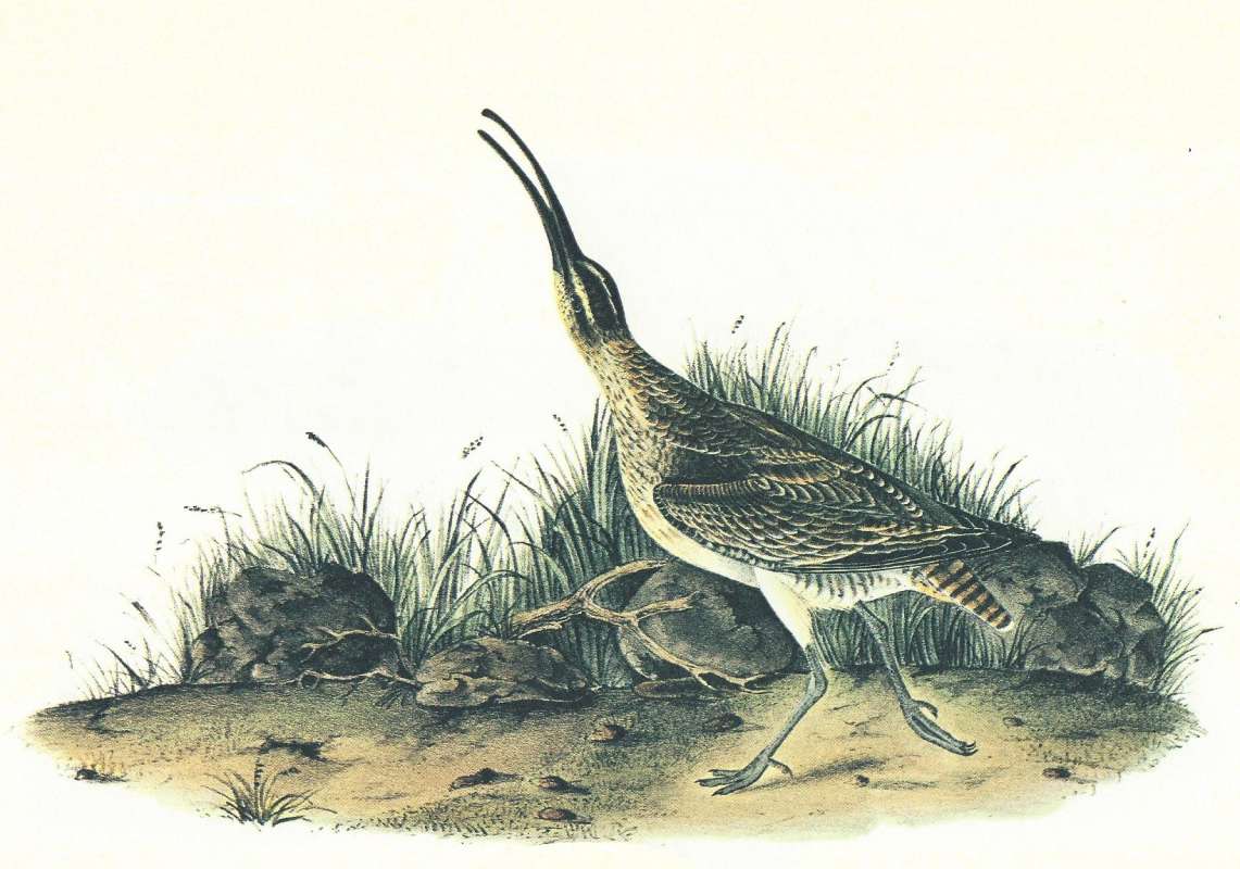 Male ssp hudsonicus<br>(Origin of the Specimen: Audubon Painting)