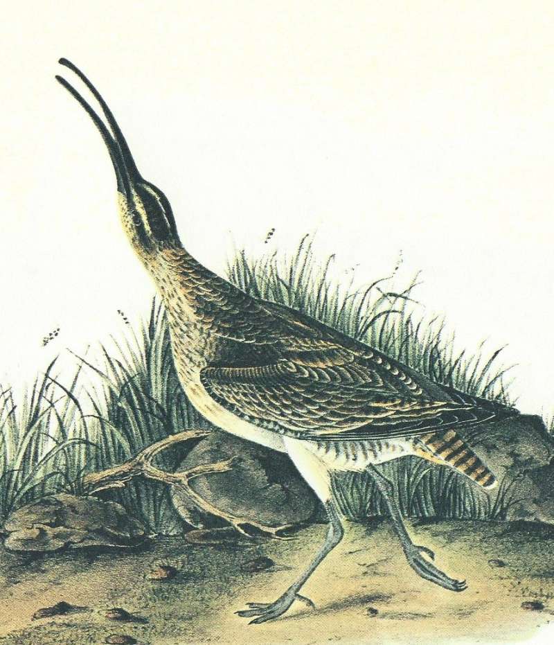 Closer View of Male hudsonicus<br>(Origin of the Specimen: Audubon Painting)