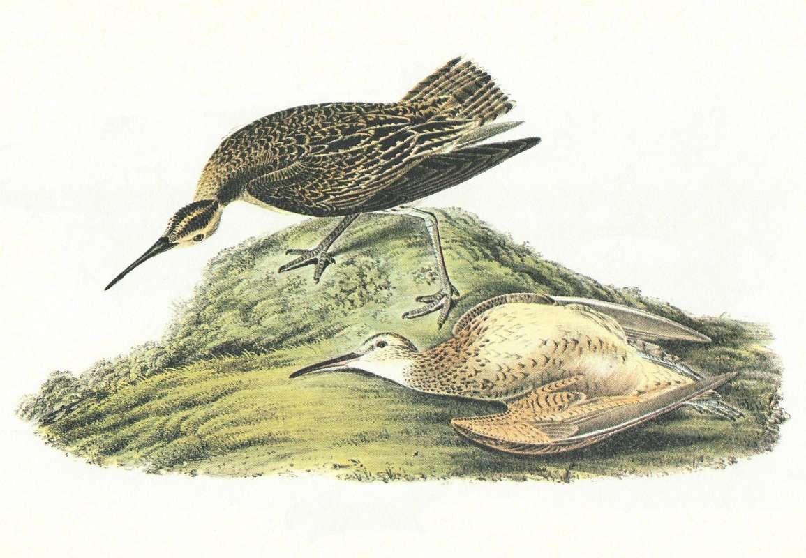Male Above and Female Below<br>(Origin of the Specimen: Audubon Painting)