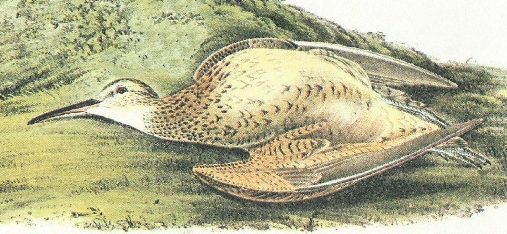 Closer View of Female<br>(Origin of the Specimen: Audubon Painting)