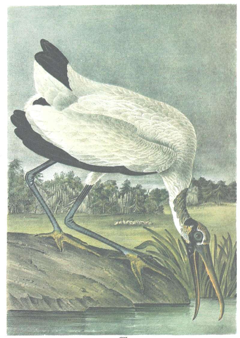 Single Example<br>(Origin of the Specimen: Audubon Painting - Second Artist)