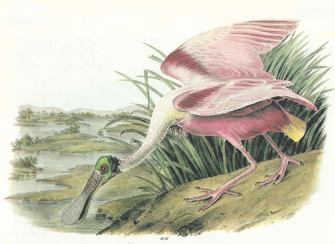 Closer View of Head and Neck<br>(Origin of the Specimen: Audubon Painting)