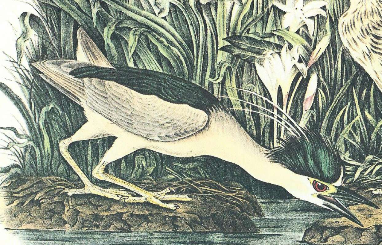 Closer View of Adult<br>(Origin of the Specimen: Audubon Painting)