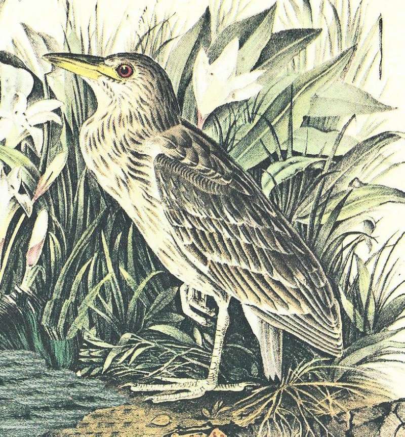 Young<br>(Origin of the Specimen: Audubon Painting)
