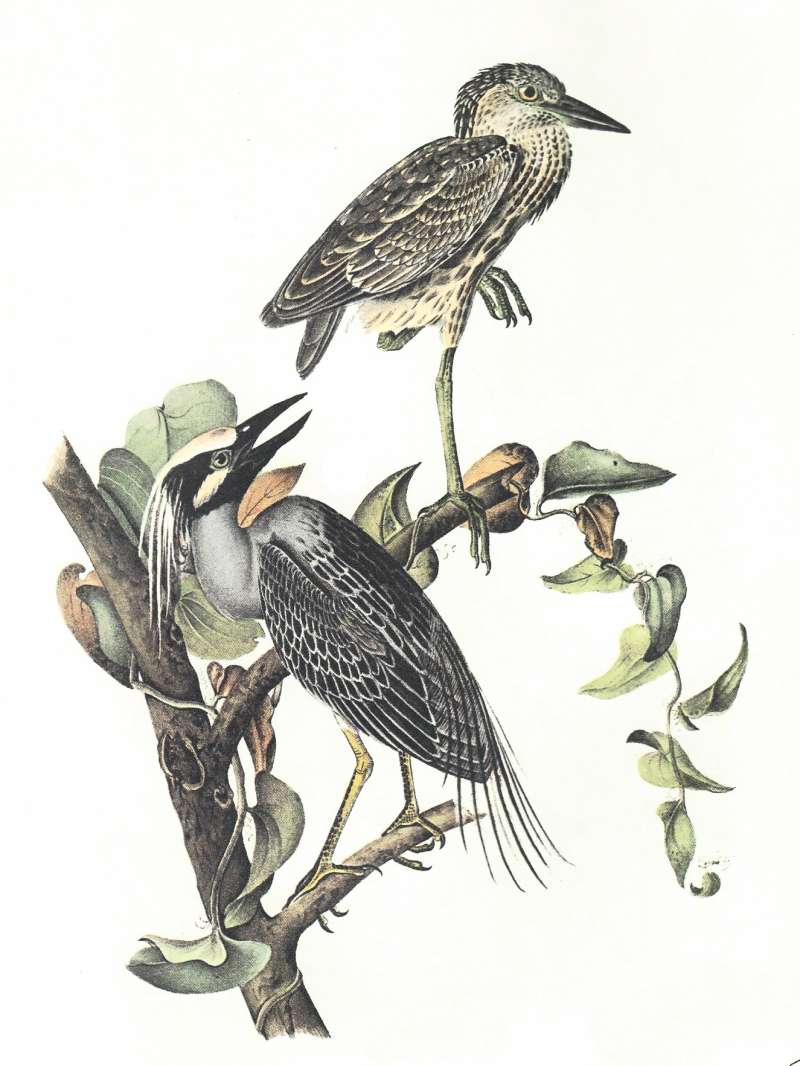 Male in Spring Colors,  Young at Top in October<br>(Origin of the Specimen: Audubon Painting)