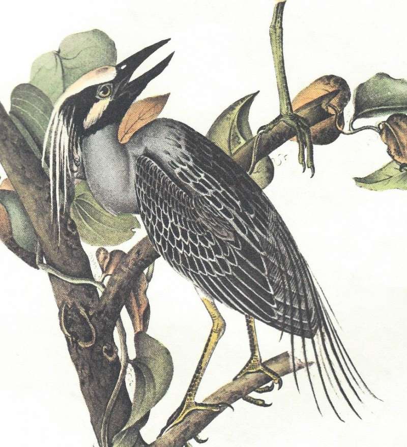 Closer View of Male in Sprng Plummage<br>(Origin of the Specimen: Audubon Painting)